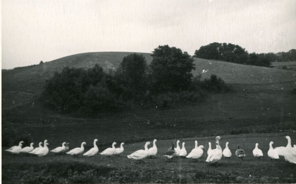 Burbiškių piliakalnis. Tauragės apskritis. Laukuvos valsčius. Burbiškių kaimas