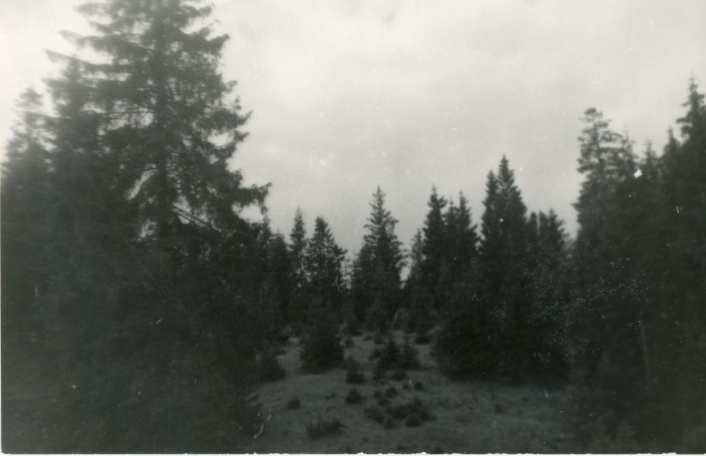 Alkos kalno (Alkakalnio) viršūnė. Kretingos apskritis. Platelių valsčius.