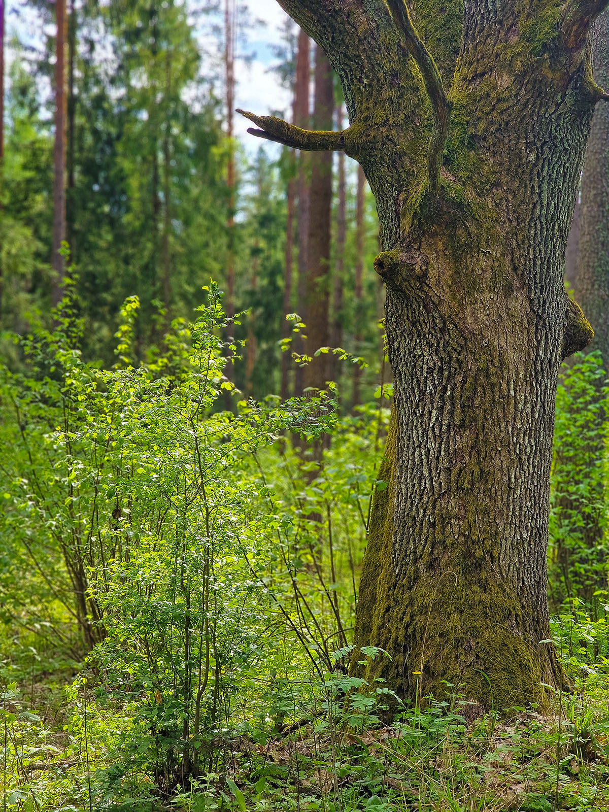 Senieji Kunigiškės miško ąžuolai