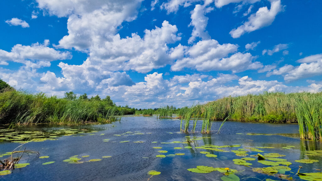 Vašuoka - laukinių vandens paukščių karalystė