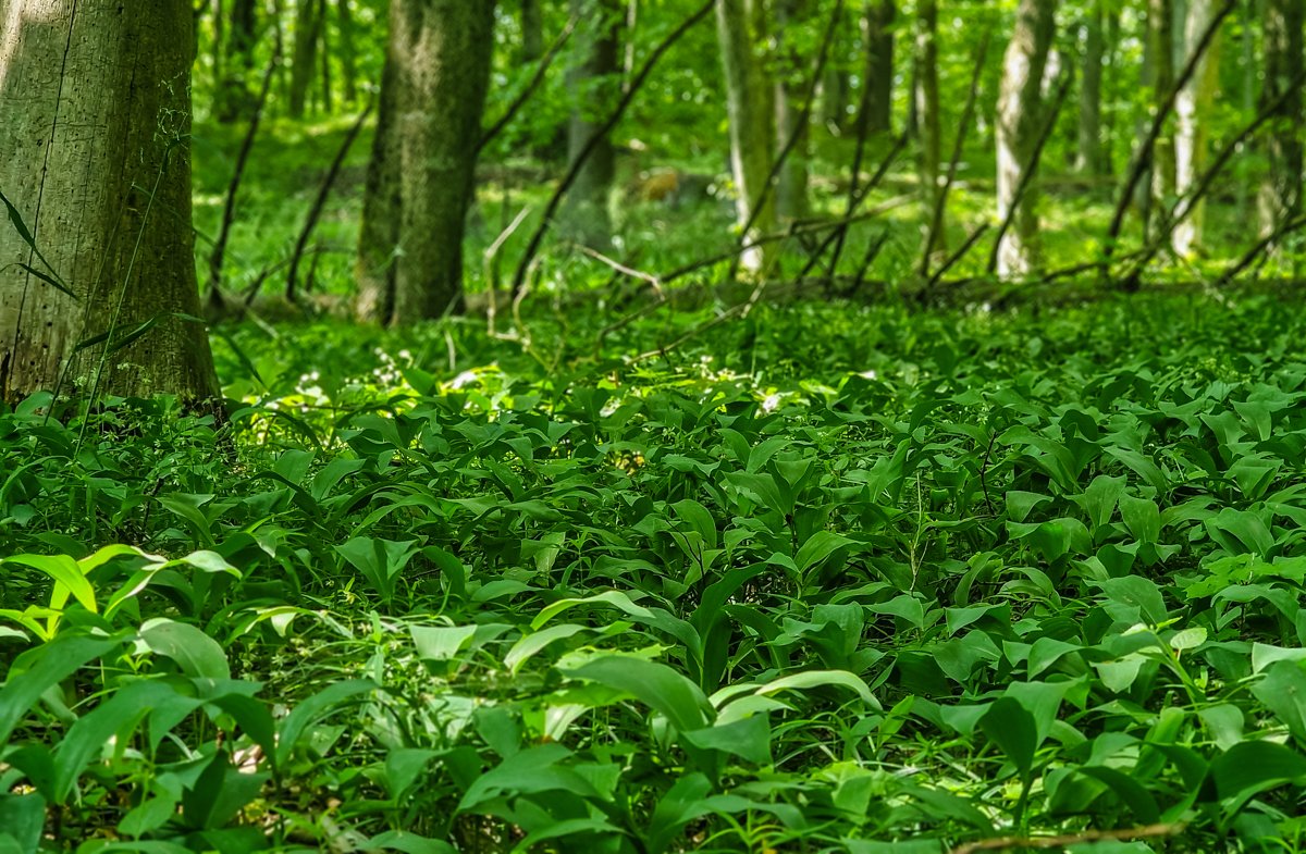Sienakalnio pakalnučių plantacijos