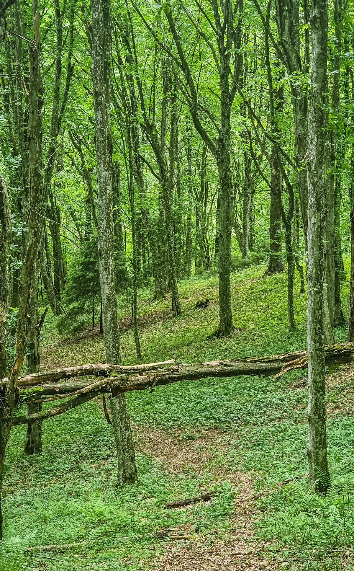 Užukalnio kalnas