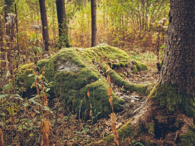 Kuršių akmenys