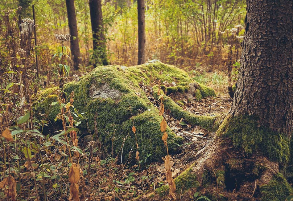 Kuršių akmenys