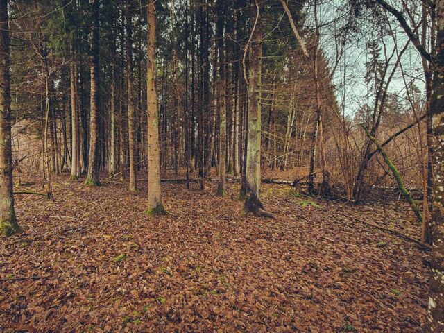 Šventoji Ąžuolija