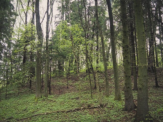 Lekių piliakalnis – senovės sargybos kalnas