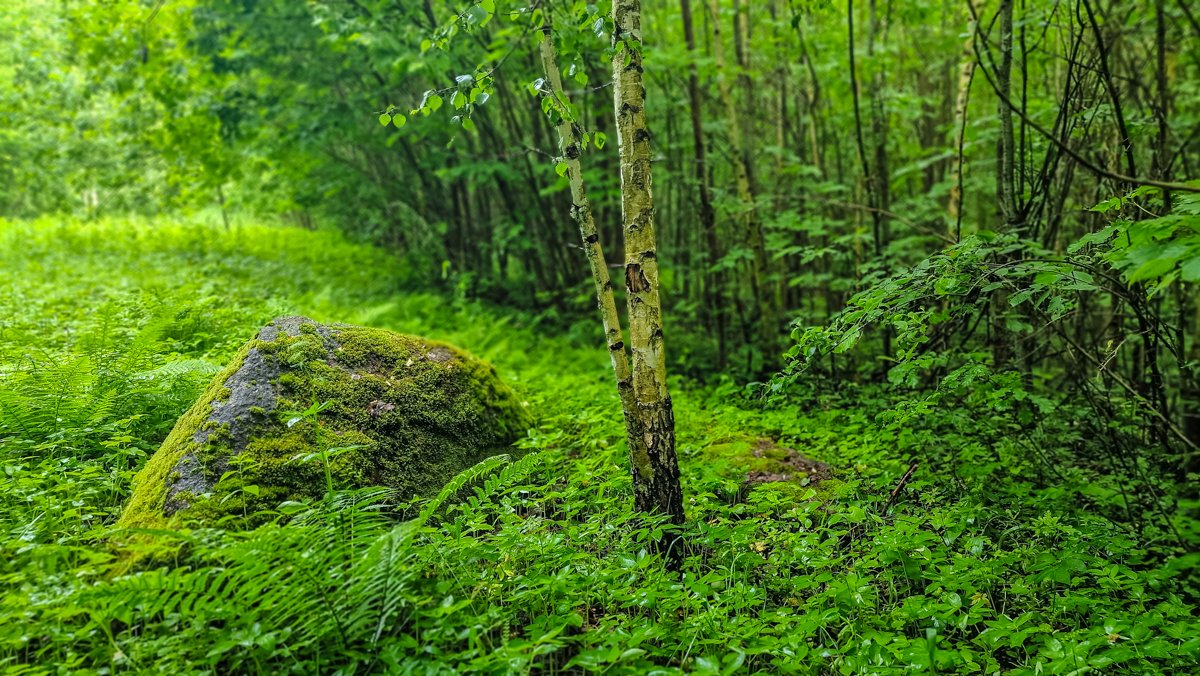 Vienas iš Intuponių akmenų