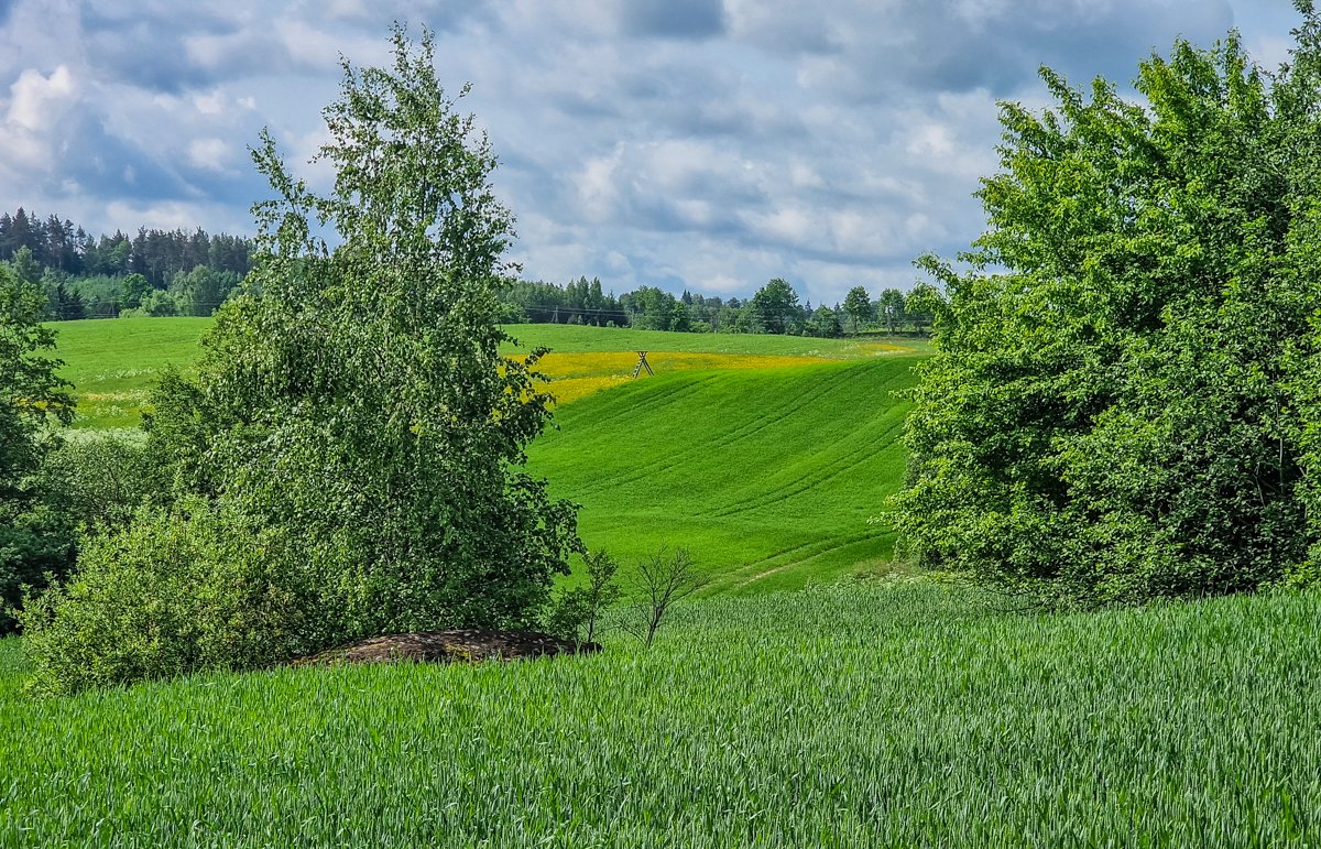 Laukuose pasislėpęs akmuo