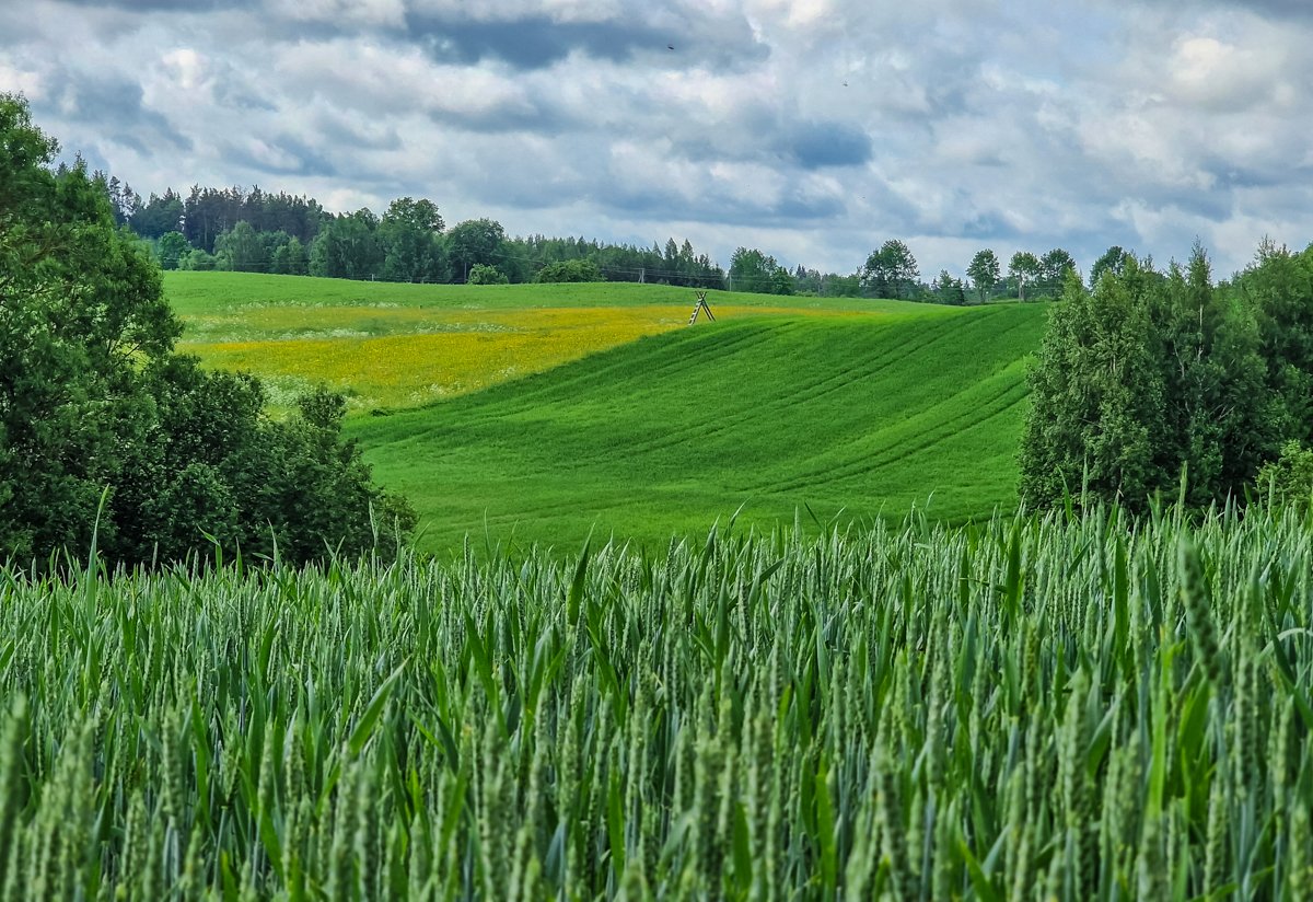 Apylinkų grožis