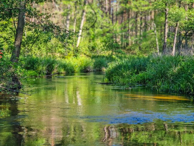 Grūda – gyvas vandens takas per Dzūkijos širdį