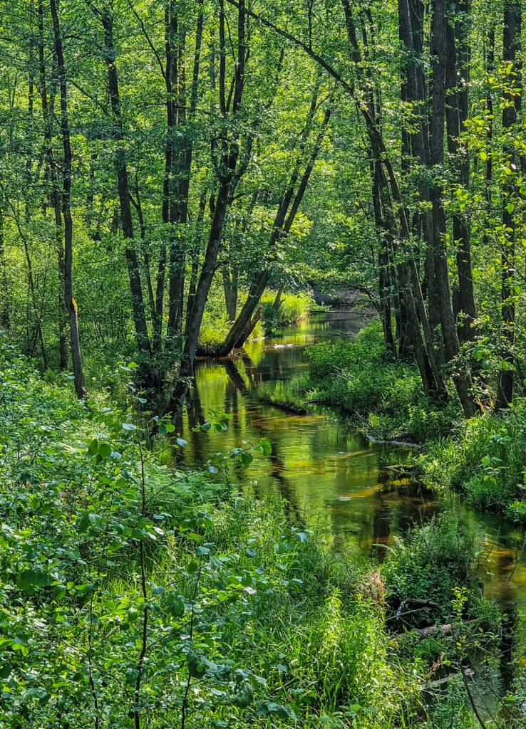 Girioje kilpinėjanti upelė