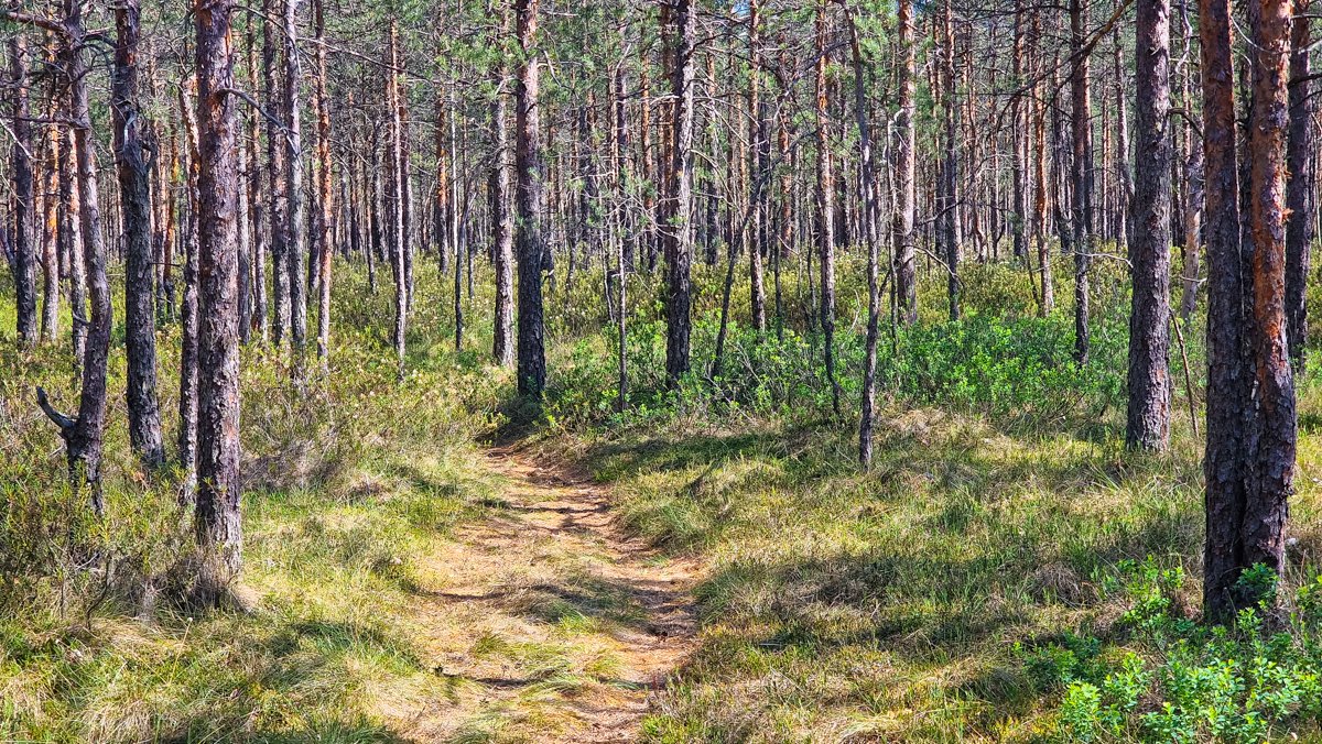 Takelis per meškos šikną