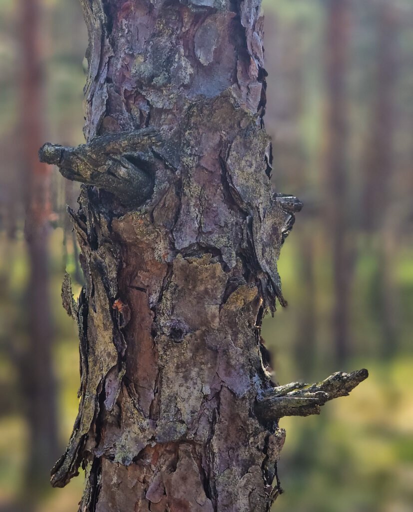 Pušaitės kamieno fragmentas