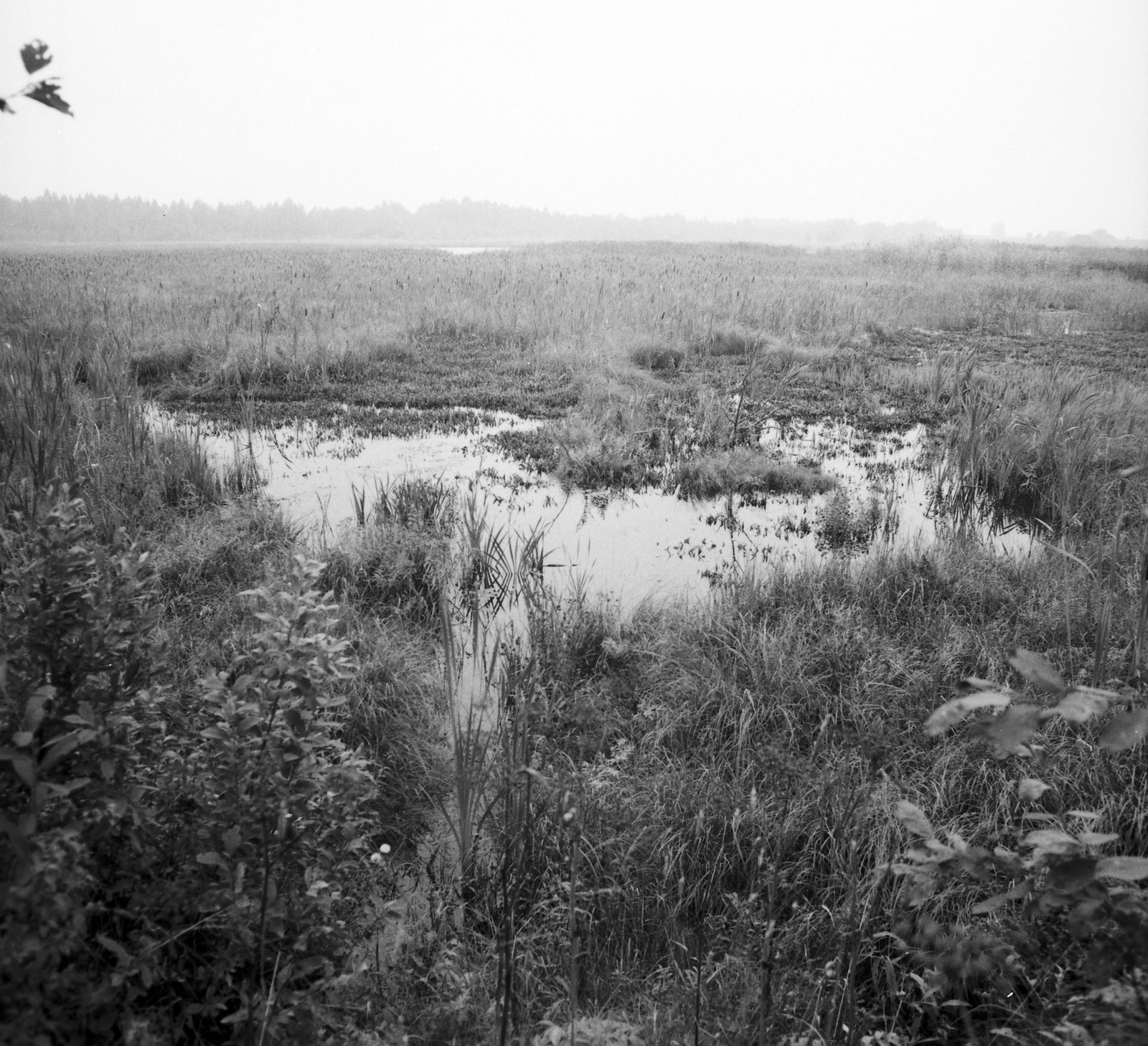 Platelių apylinkėse