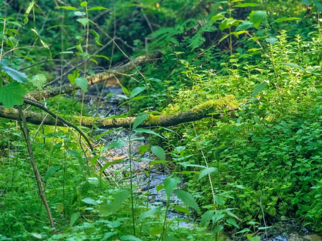 Ūlostakos miško šaltiniai – slapta gamtos šventovė prie Ūlos