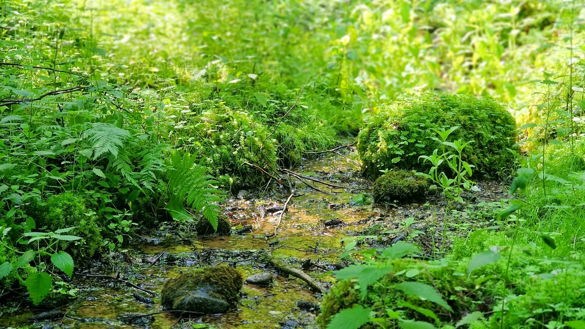Vienas iš Ūlostakos miško šaltinių