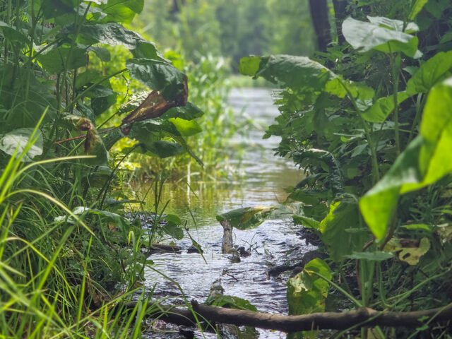 Pavinkšnės šaltinis – tyli galia prie Gudų brastos