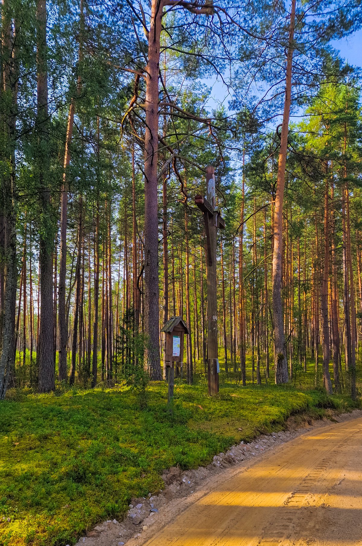 Marcinkonių kryžius žymintis Šventų aglių vietą