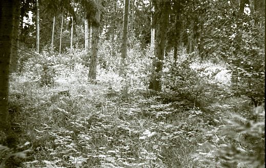 Piliakalnis (senovės gynybiniai įtvirtinimai). Joniškėlio rajonas. Kriklėnų apylinkė. Moliūnų kaimas 