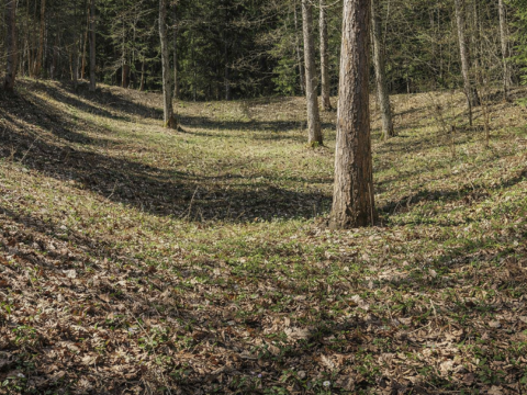 Moliūnų piliakalnis – gynybinis objektas miško glūdumoje