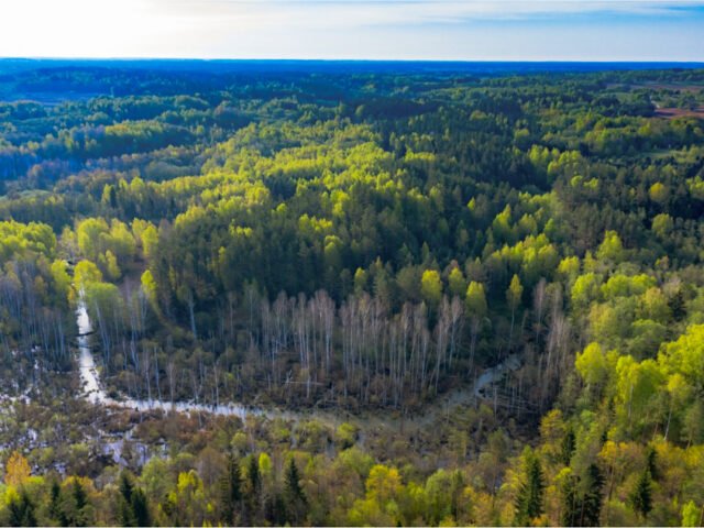 Bogutiškės piliakalnis – tylus pirmųjų tūkstantmečių sargybinis pelkių apsuptyje