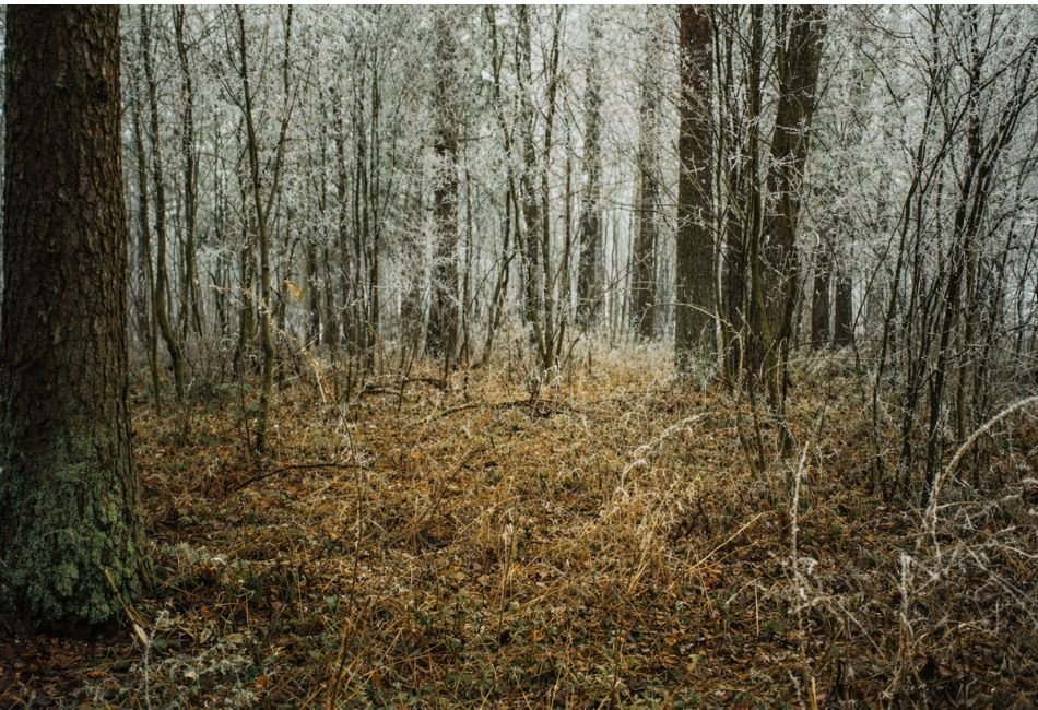 Bryzgių piliakalnio aikštelė iš pietryčių pusės Autorius Gintautas Zabiela Data 2003 11 14 Šaltinis G.Zabielos asmeninis archyvas