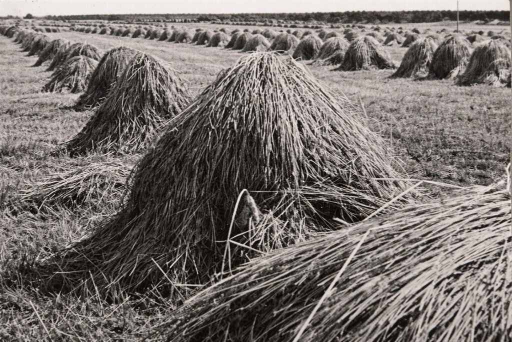 Derlingi Dysnos lygumos laukai