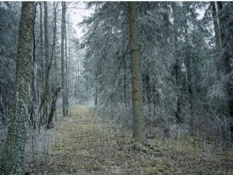 Gudiškių piliakalnis