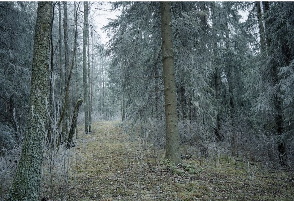 Gudiškių piliakalnis