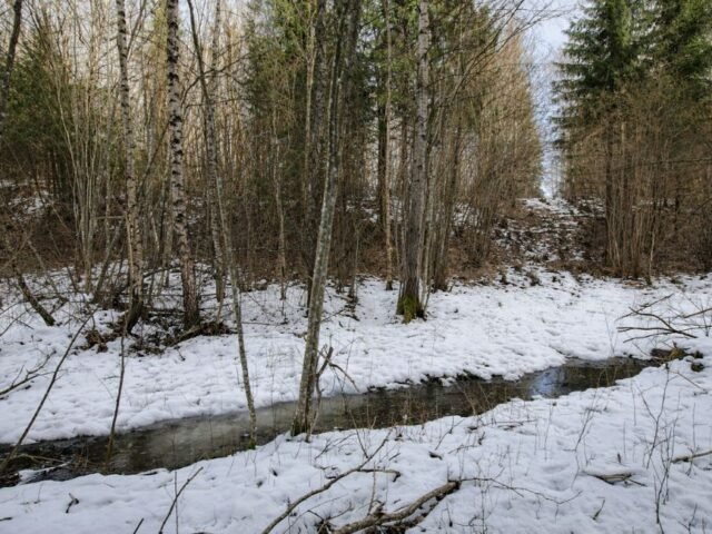 Kraštų piliakalnis – pamirštas, bet išlikęs piliakalnis