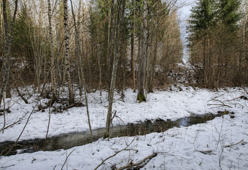 Kraštų piliakalnio pylimas iš V. 2016 m. kovo 4 d. D. Stončiaus nuotr.