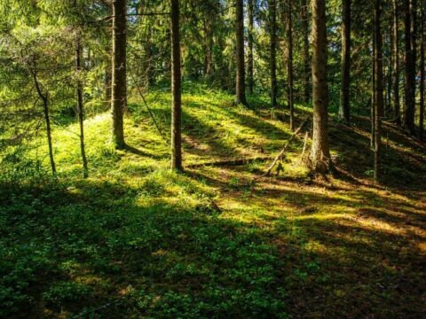 Abokų piliakalnis – tylos ir miško saugoma Pilalė