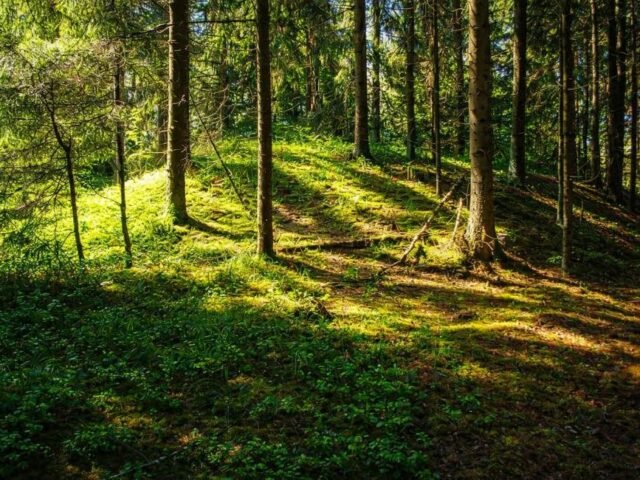 Abokų piliakalnis – tylos ir miško saugoma Pilalė