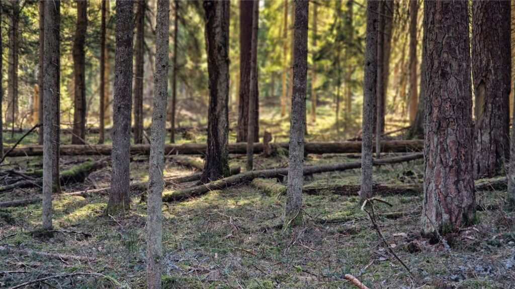 Ažvinčių-Minčios grios fragmentas