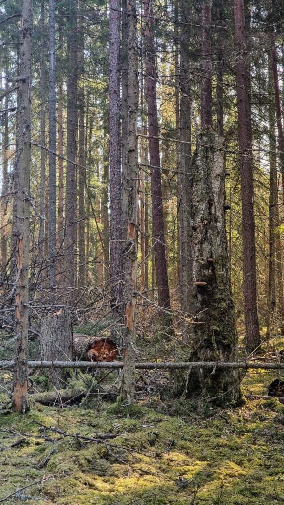 Ažvinčių girios fragmentai
