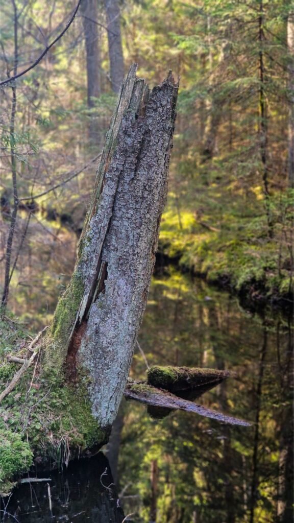 Bivainėlio upelio krantas