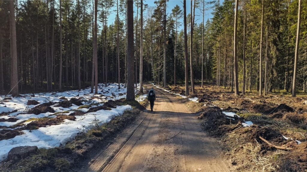 Išniekinta girios dalis