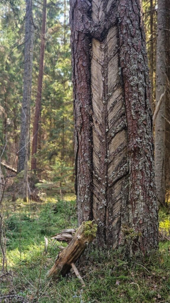 Laiko išbandymus atlaikiusi pušis
