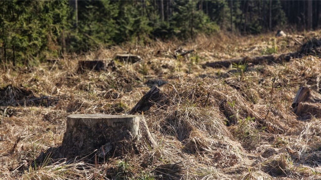 Lietuvos gamtą naikinantis vėžys