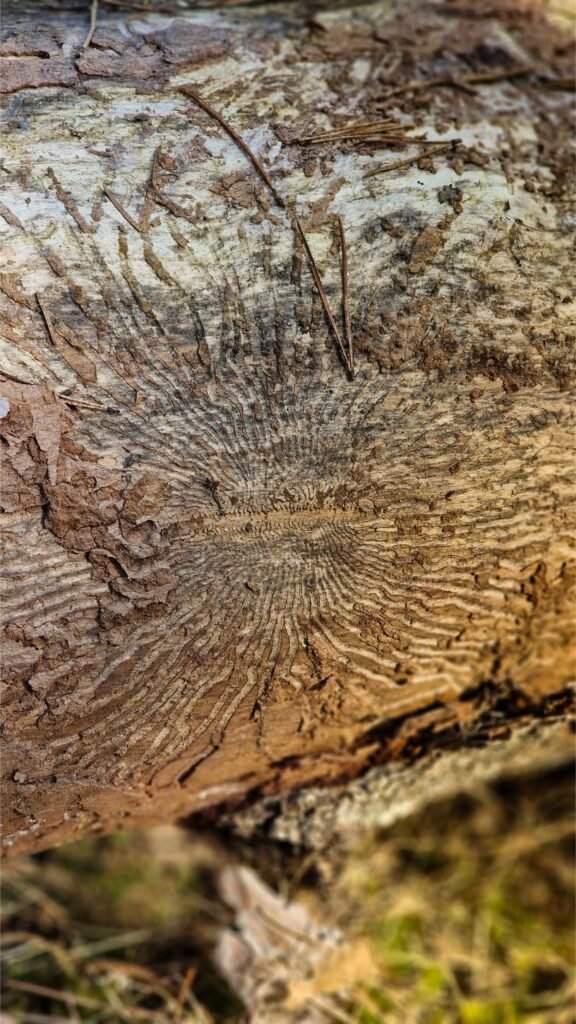 Mums dar nepažinti miško raštai