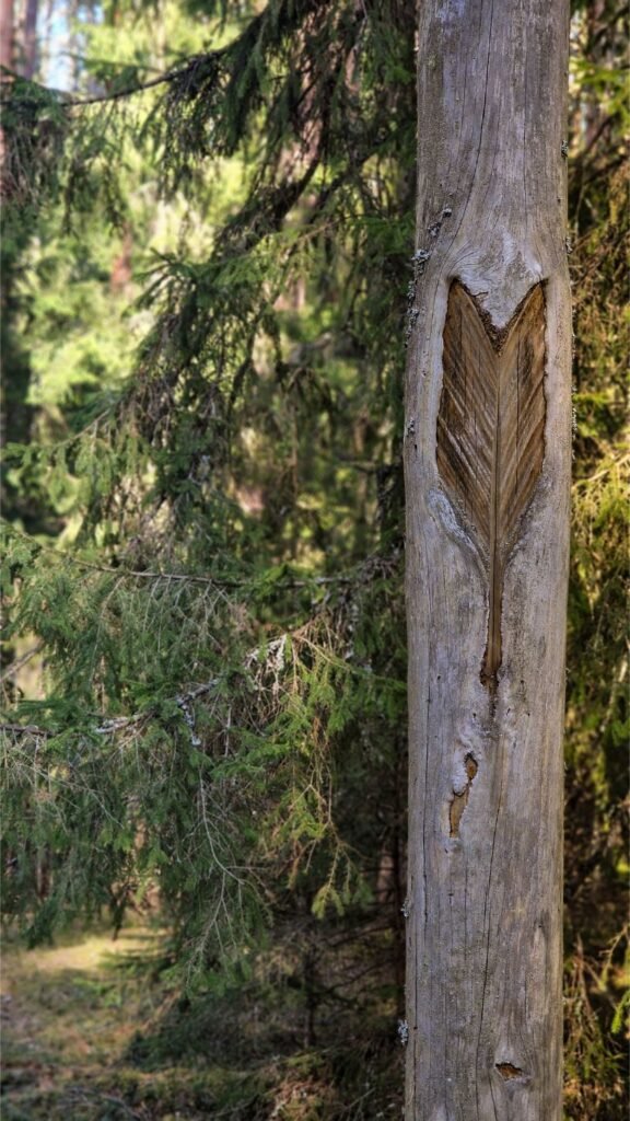 Nusakintos pušies kamienas