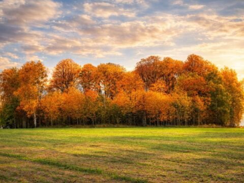 Puokės alkakalnis – senovės tikėjimų pėdsakai Puokėje