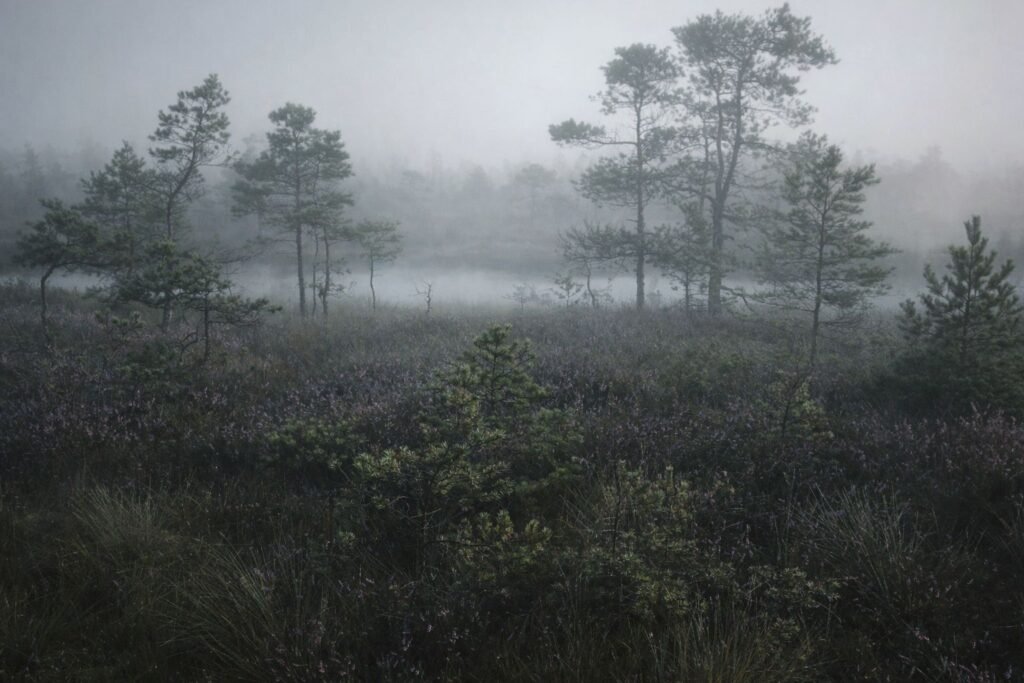 Reiskių tyro žemėje