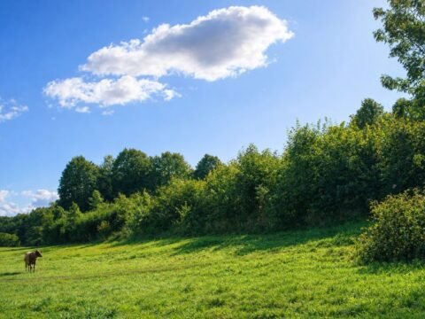 Rimolių piliakalnis