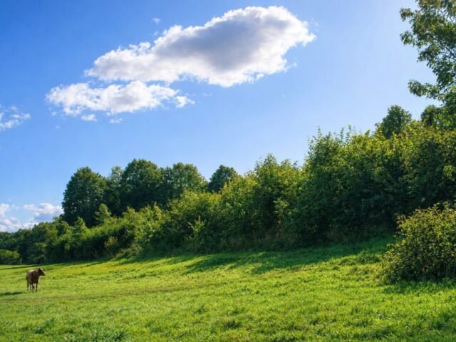 Rimolių piliakalnis