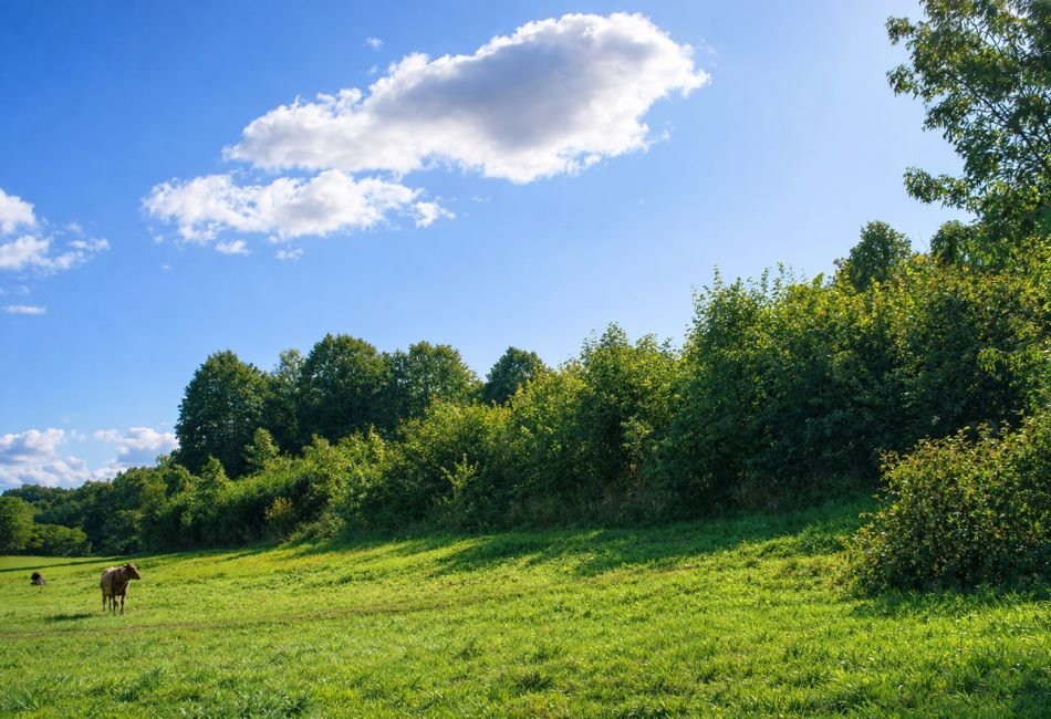 Rimolių piliakalnis