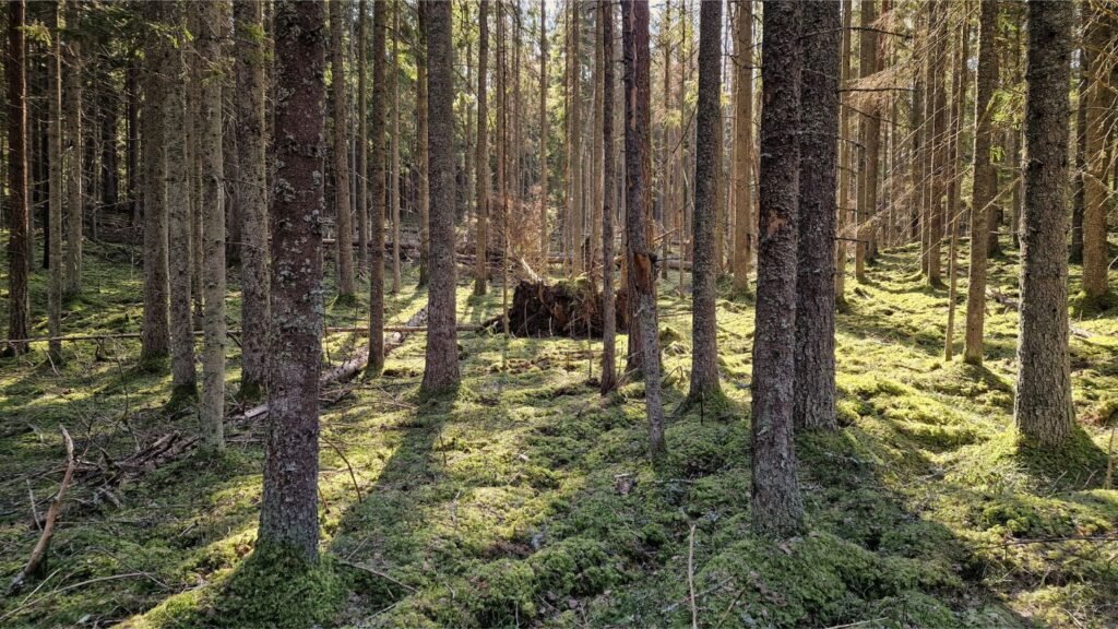 Samanota miško paklotė