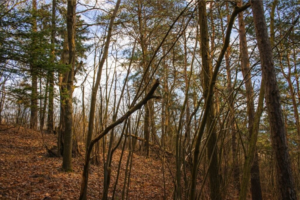 Šėtijų piliakalnio pylimas iš šiaurės vakarų pusės