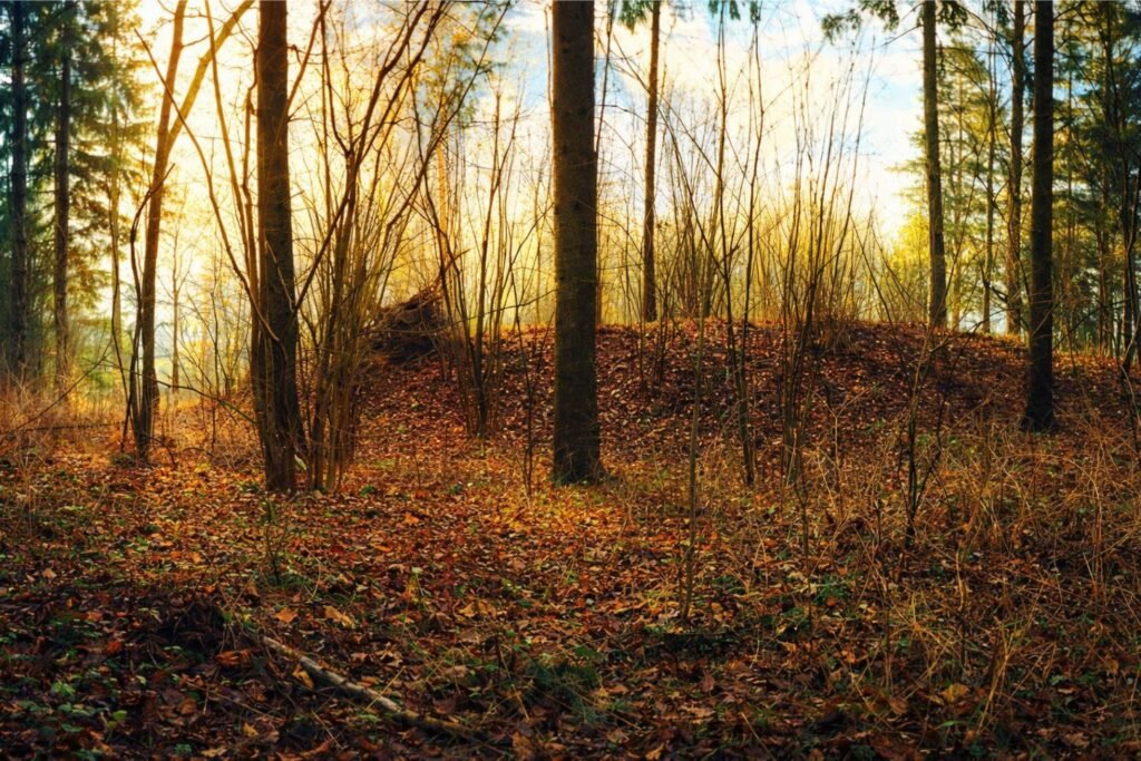 Šėtijų piliakalnio pylimas iš vakarų pusės.