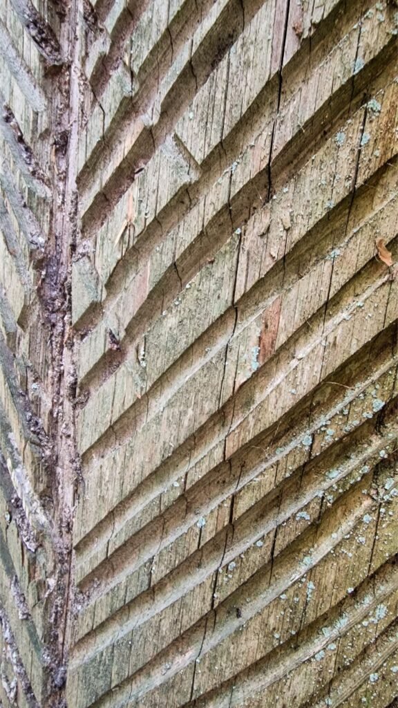 Suraižytas pušies kamienas